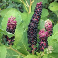 Вытяжка из корня лаконоса американского