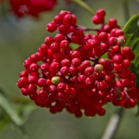 Вытяжка из плодов бузины красной