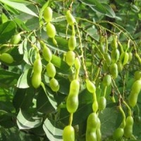 Вытяжка из плодов Софоры (Sophora japonica)