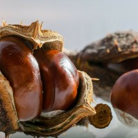 Вытяжка каштана конского