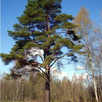 Сироп 