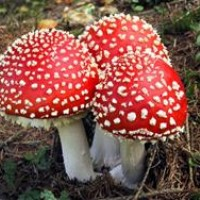 Вытяжка мухомора