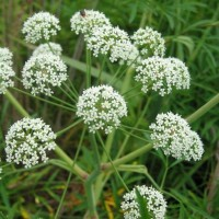Масло Болиголова