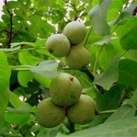 Вытяжка из зеленых грецких орехов