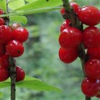 Вытяжка из волчьего лыка