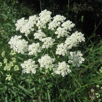 Бедренец-камнеломка трава